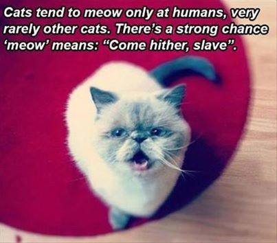 cat-slave.jpg